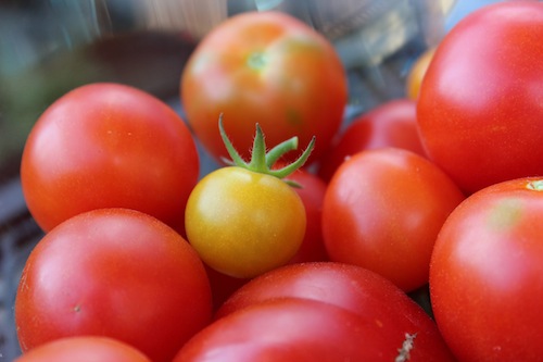 Tomatoes grown in a Northwest home garden