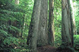 Ohanapecosh at Mt. Rainier