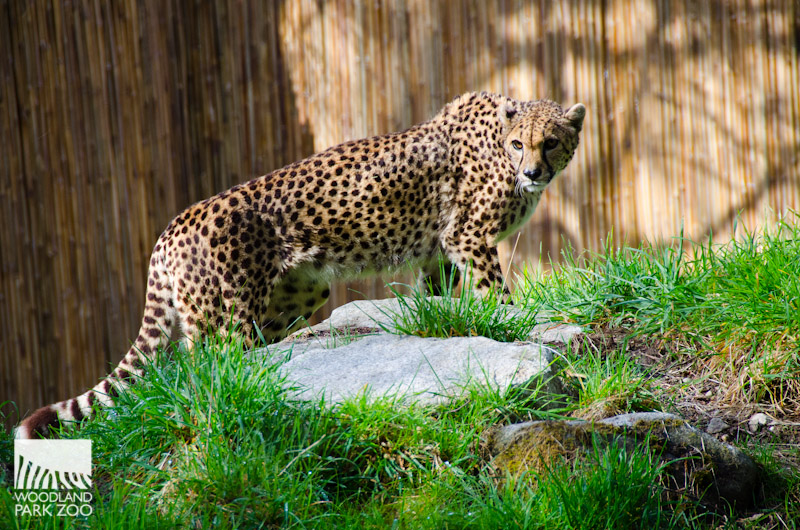 Cheetahs at the Woodland Park Zoo