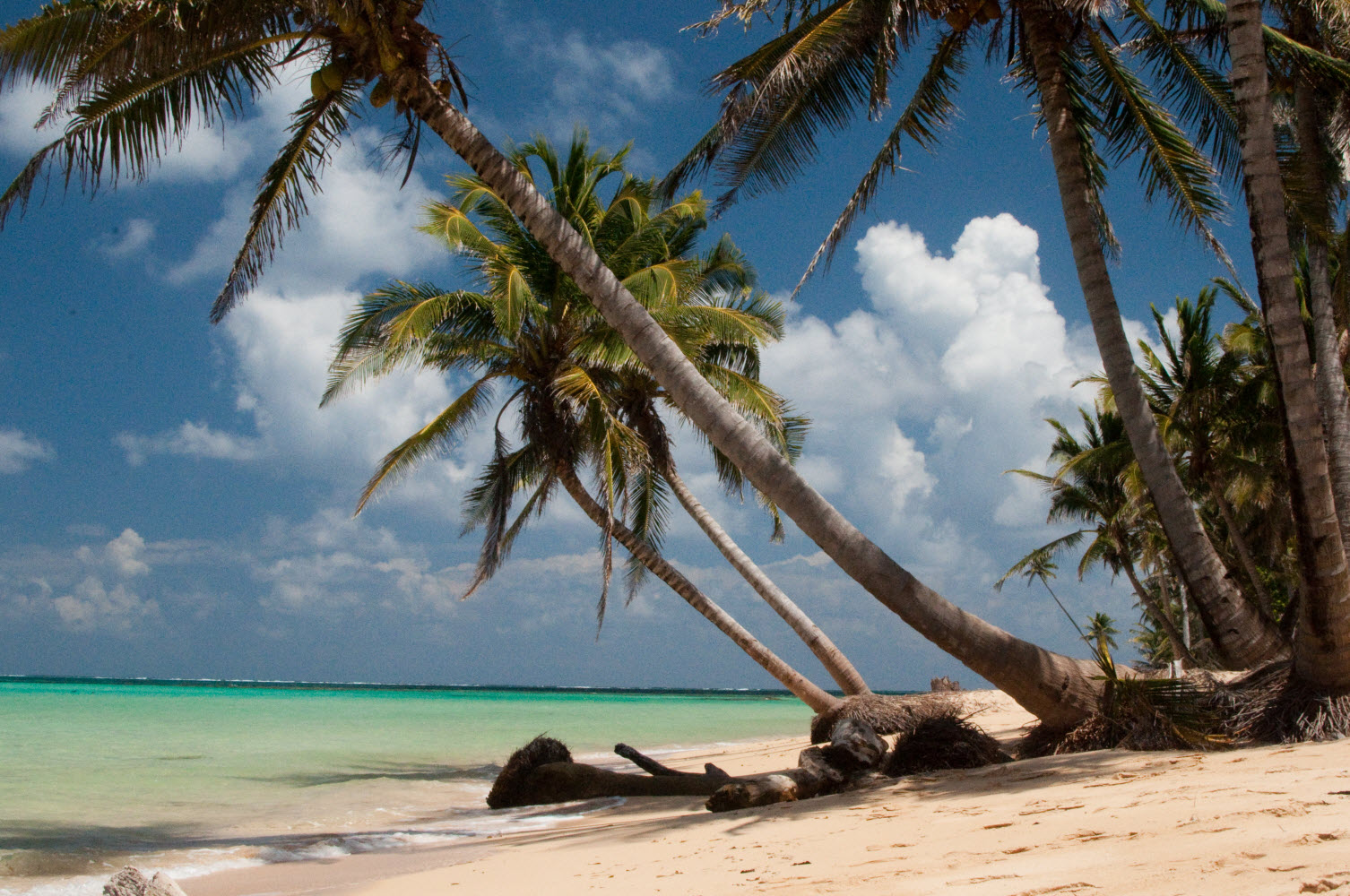 palm trees on a sunny beach at otto beach on little corn island in nicaragua