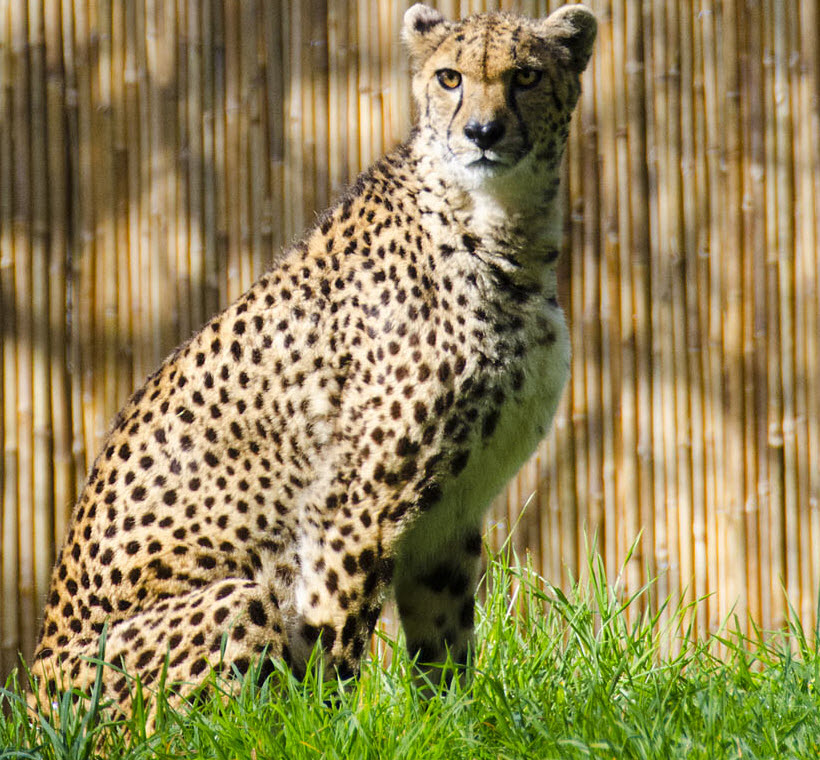 Think fast! Cheetahs at Woodland Park Zoo | Ryan Hawke