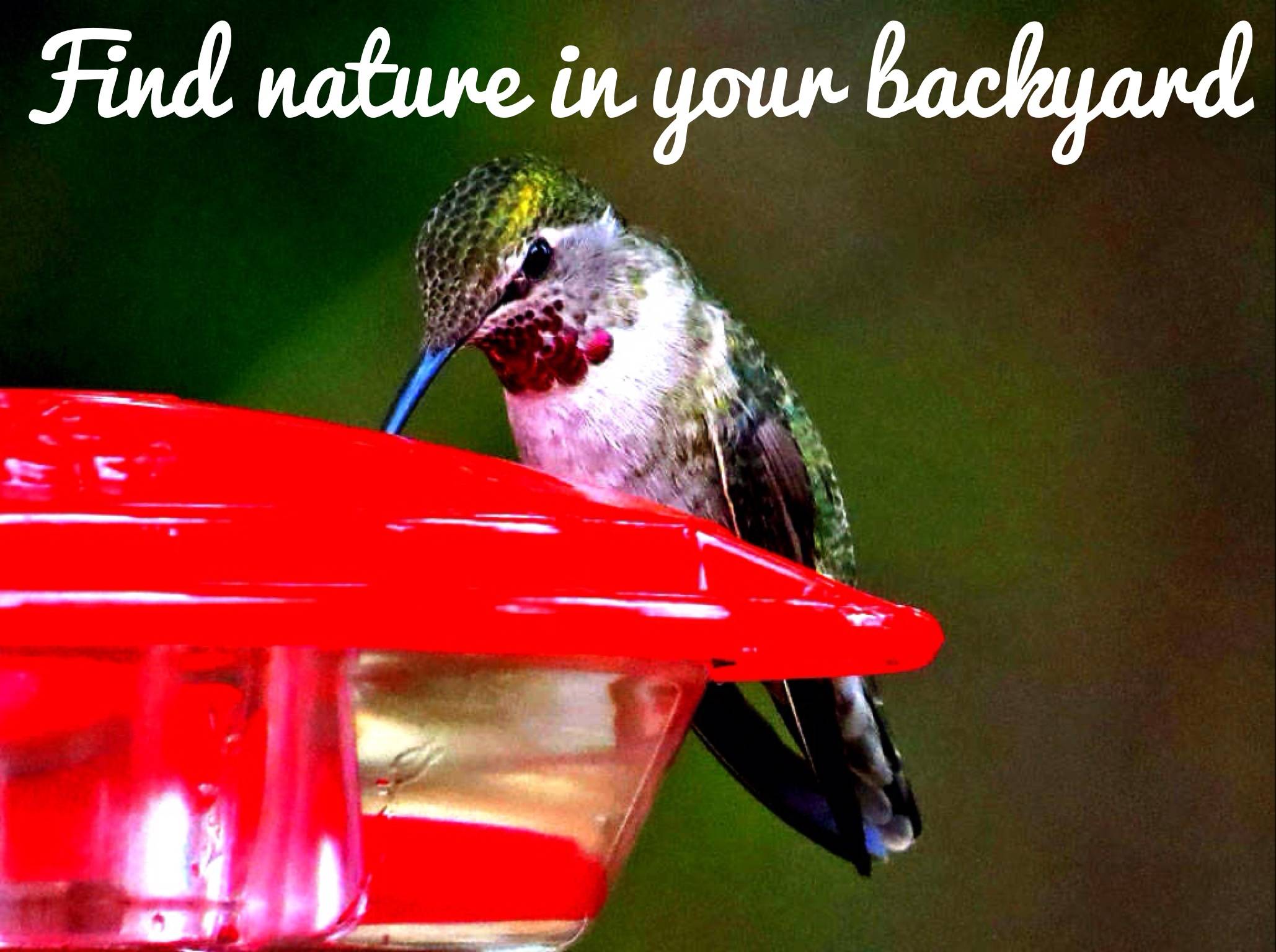 nature tip birding