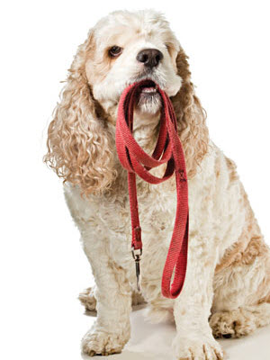 Dog holding leash