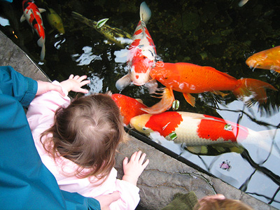 Koi pond at Swanson's Nursery