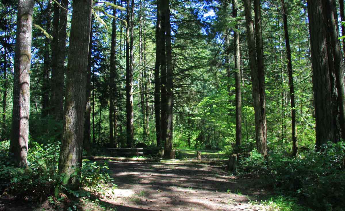 Lewis and Clark State Park trees