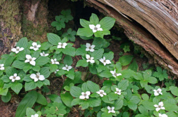 Pacific Northwest native plant - bunchberry