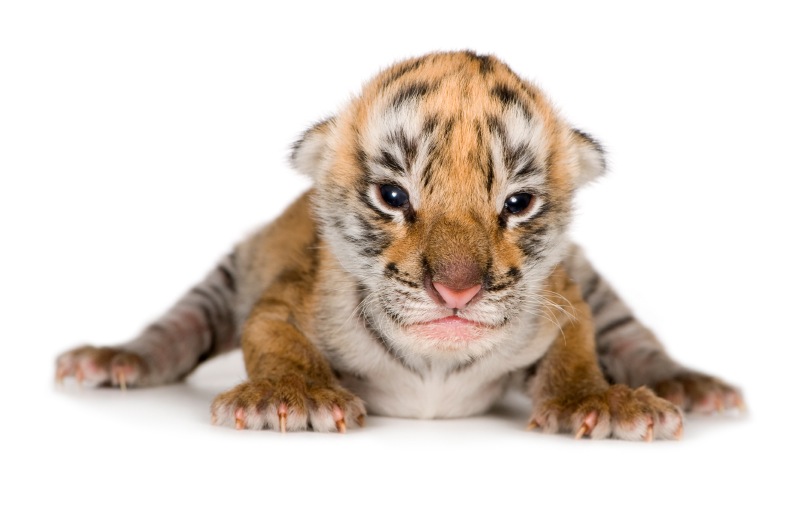 Tiger Cub