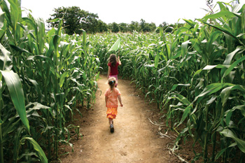 Dr. Maze's farm corn maze