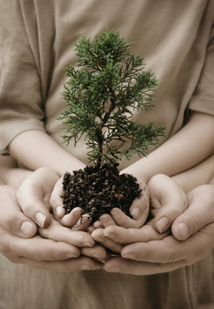 Child and adult hands planting
