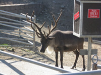 Elk at Cougar Mountain