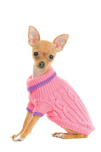 Dog in pink sweater