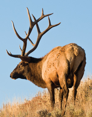 Feeding elk in Yakima