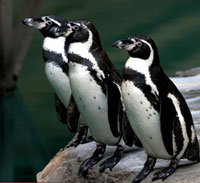 Humboldt penguins