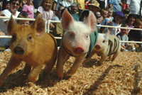 Pig races at the Evergreen State Fair