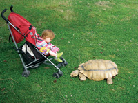 Tortoise at the Reptile Zoo