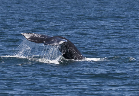gray whales