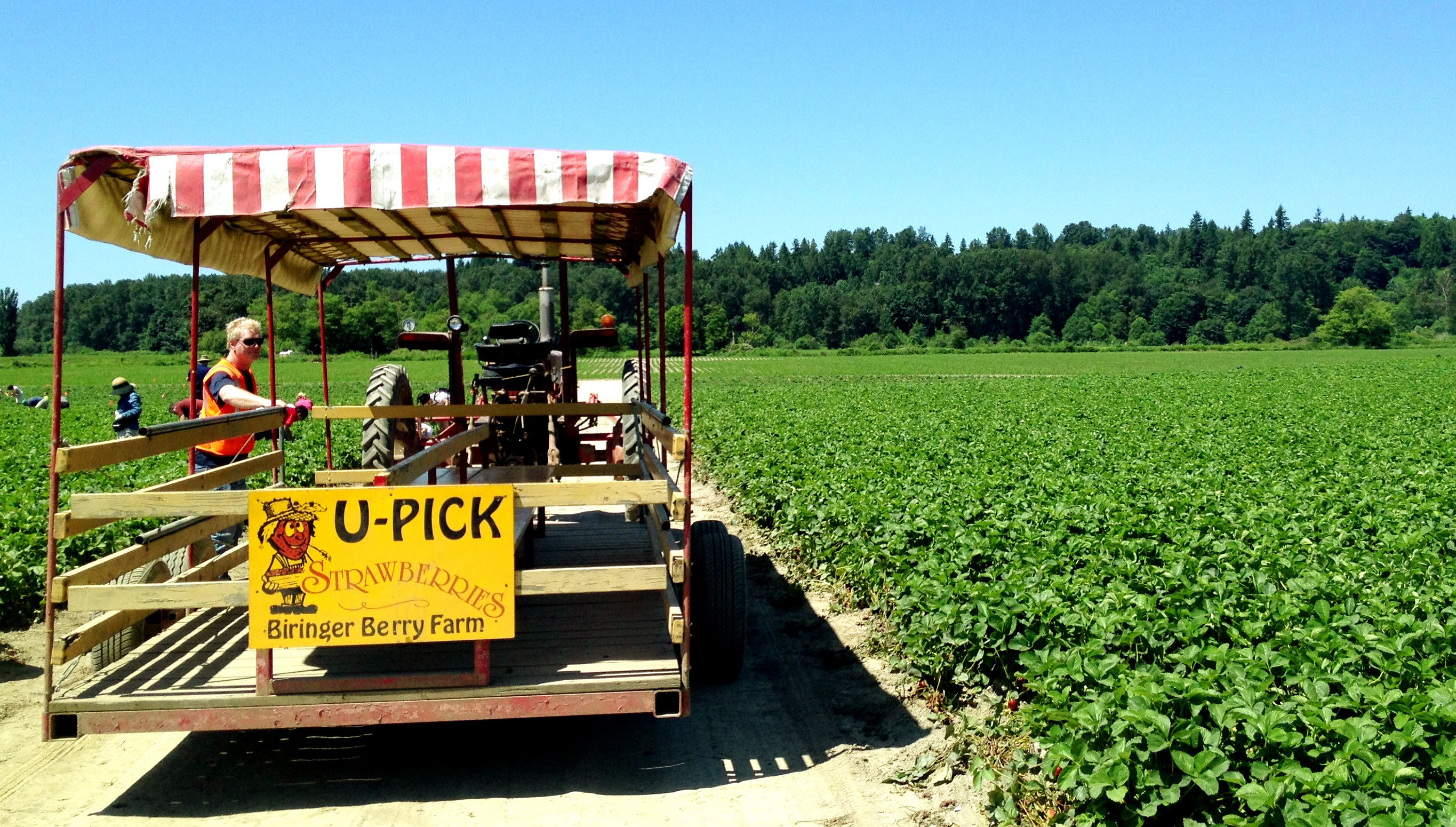 Berry-Pickin' Good: 20 U-Pick Berry Farms Around Seattle ...