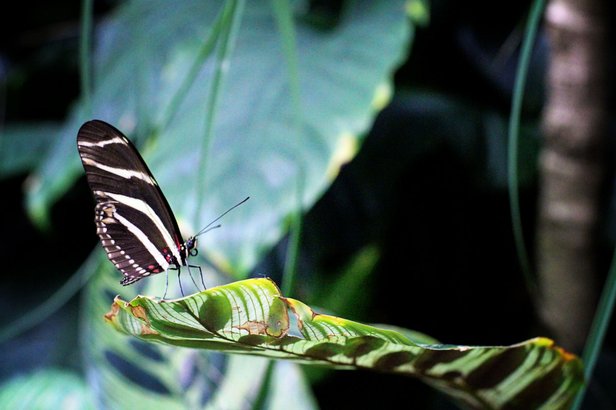 Pacific Science Center butterflies. Photo credit: Keryn Means