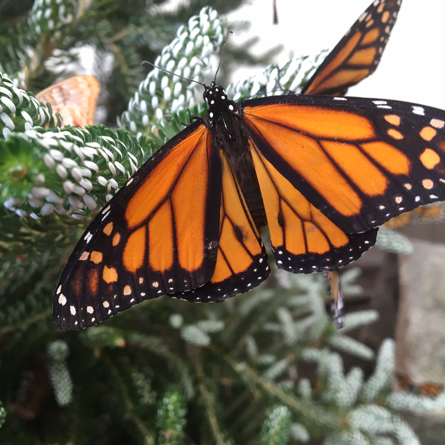 Watch a monarch at Woodland Park Zoo's Butterfly Garden