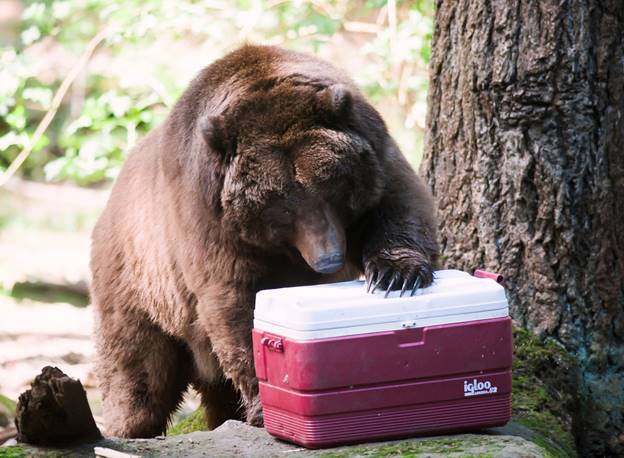 Northwest Trek grizzly bear with cooler