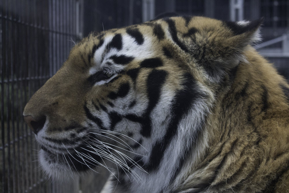 A tiger at Cougar Mountain Zoo. Photo credit: Alyssa Wolfe