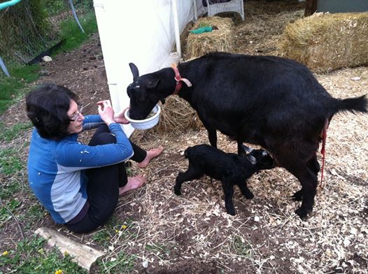 Raising Urban Farmers At The Seattle Farm Co Op Parentmap