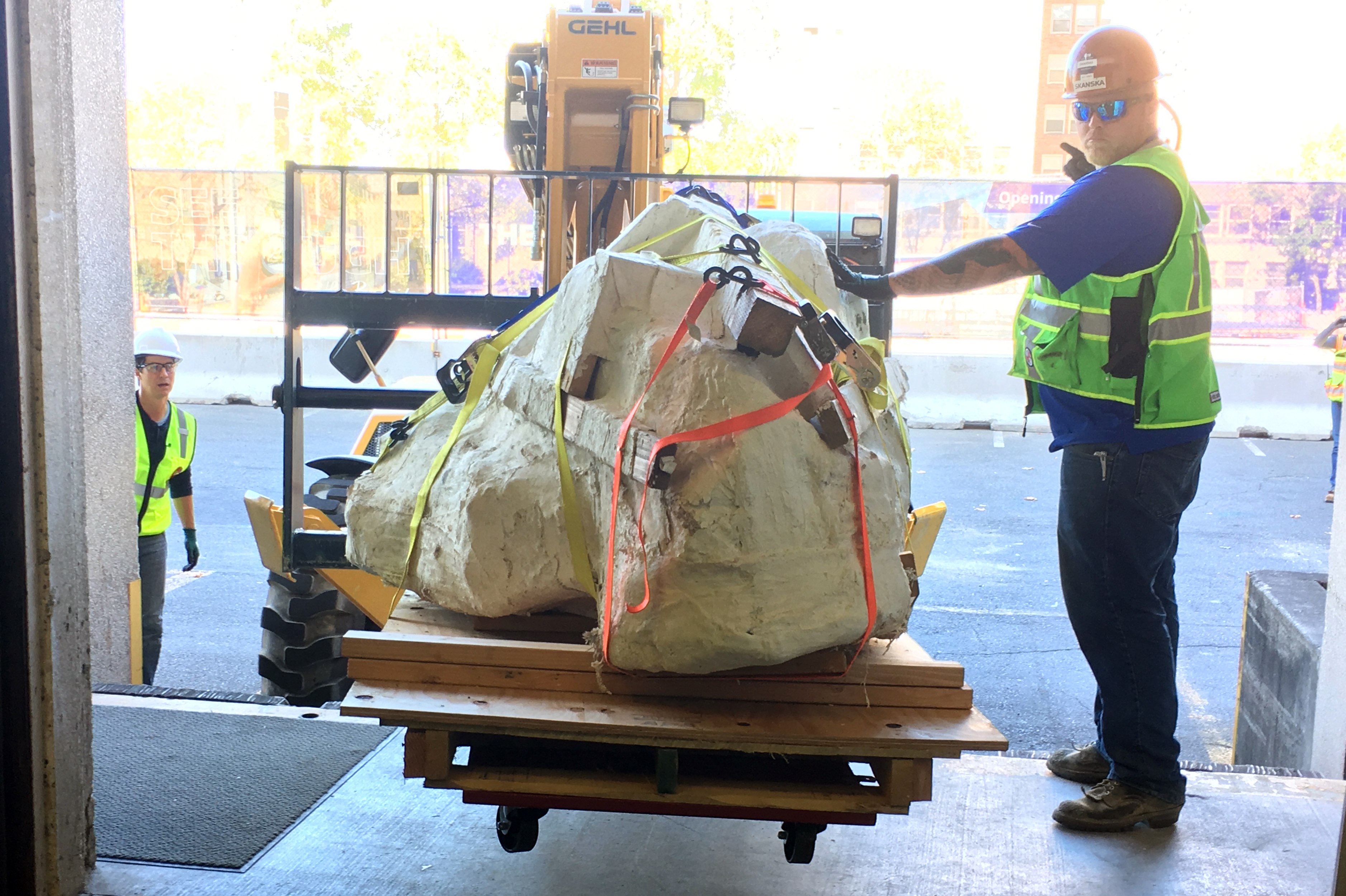Burke Museum paleontologists and crew members from Skanska carefully move the 3,500-pound T. rex skull using a forklift.  Credit: Photo courtesy Burke Museum