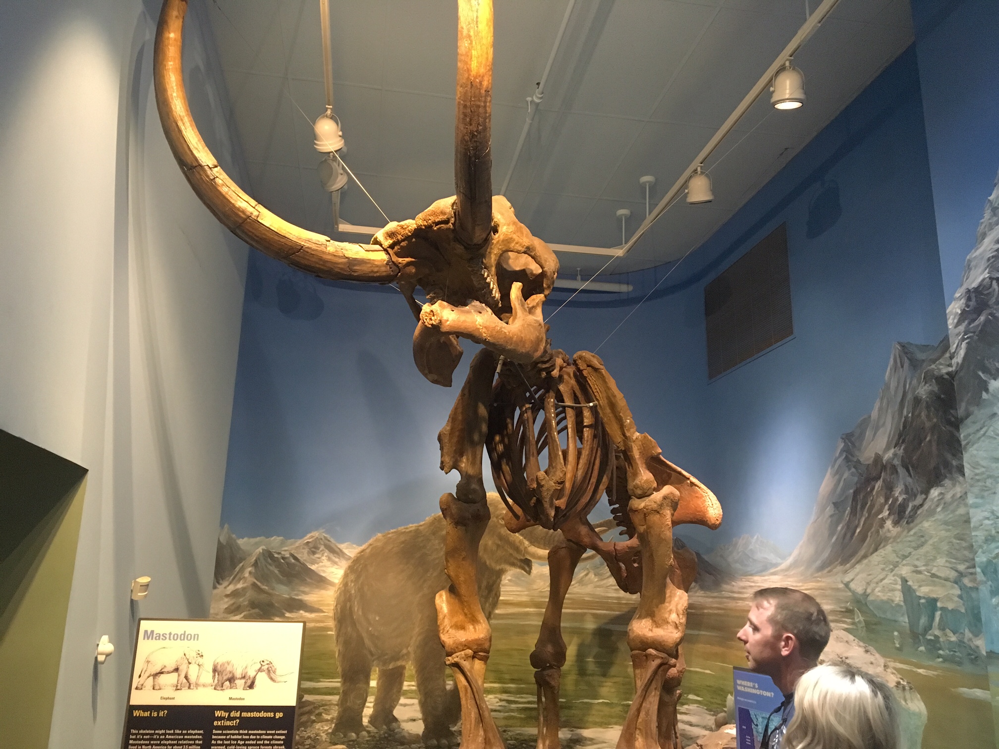 A mastodon skeleton also on display