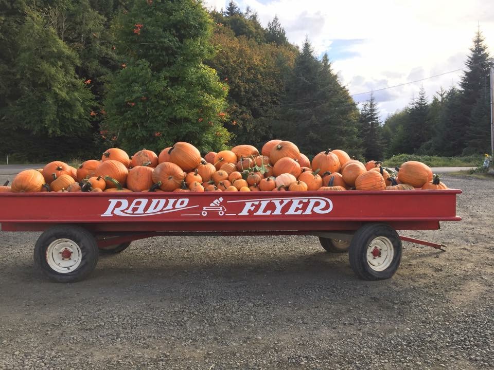 hunter farms pumpkins