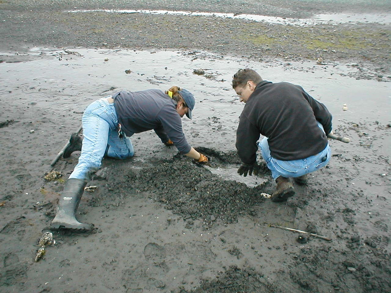 family digging clams on the beach