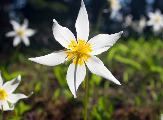 avalanche lilies