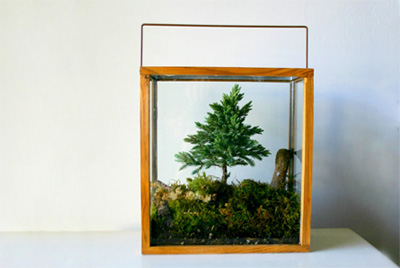 Miniature forest terrarium kit by the Captain Cat Etsy shop