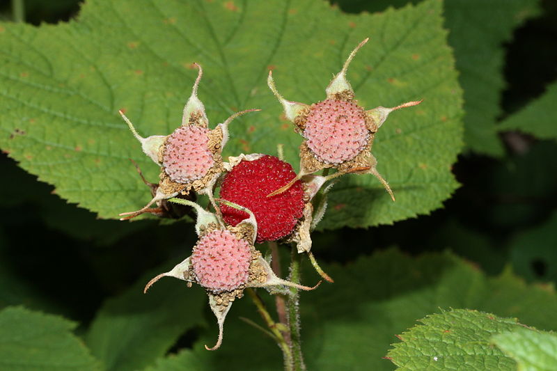 Summer Urban Foraging Pick Wild Berries in Local Wild Places ParentMap