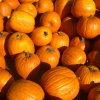 Pile o' pumpkins