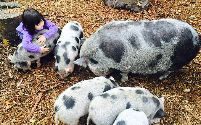 Duck, Duck, Donkey: 13 Farms and Petting Zoos for ...