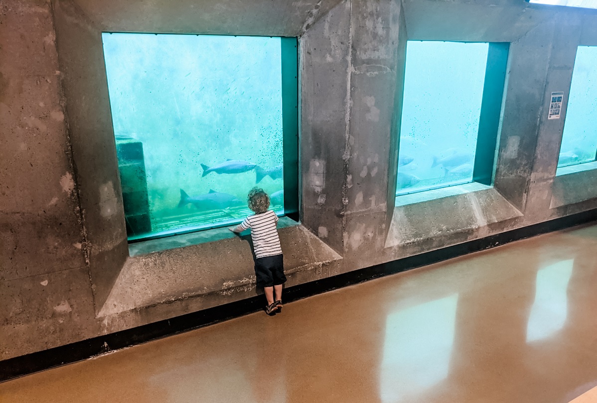 At the Ballard Locks, a boy looks into the fish ladder viewing area to see salmon beginning their spawning journey
