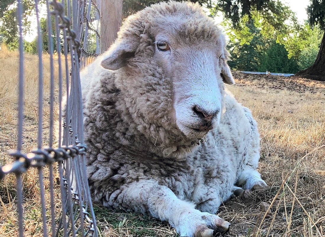 Curly the sheep is a resident at Black Dawg Farm and Sanctuary in Rainier Washington