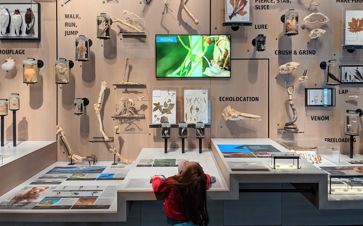 A young girl studies bones at Seattle's Burke Museum