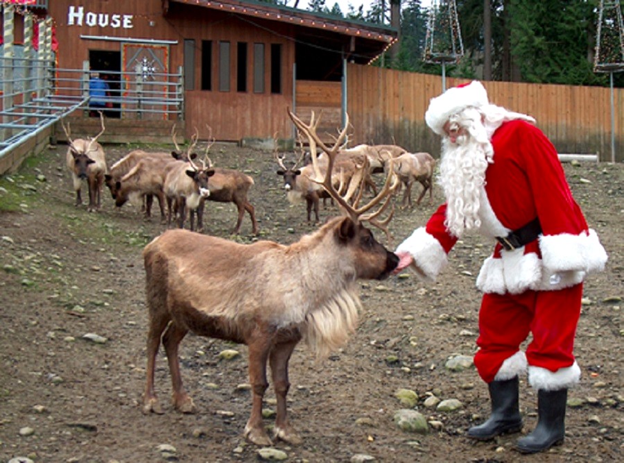 Santa feeds the resident reindeer during Cougar Mountain Zoo’s annual reindeer festival where photos with Santa are also available
