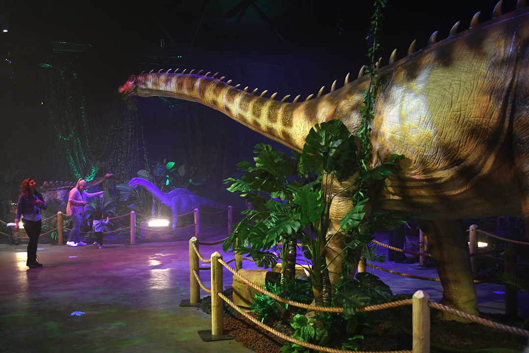 Animatronic diplodocus dinosaur at Seattle's new Dinos Alive exhibit