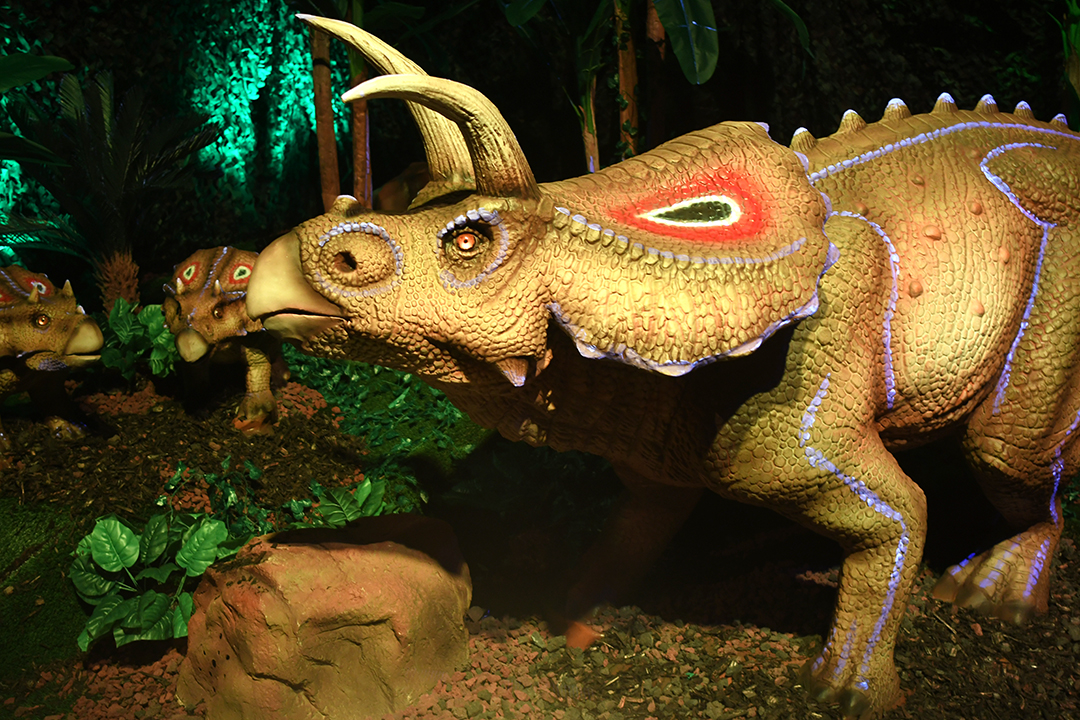 Animatronic triceratops dinosaur at Seattle's new Dinos Alive exhibit