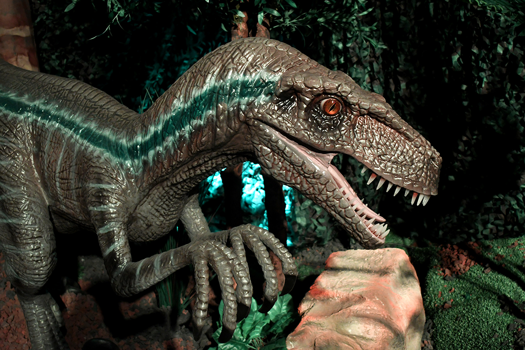 Animatronic velociraptor dinosaur at Seattle's new Dinos Alive exhibit