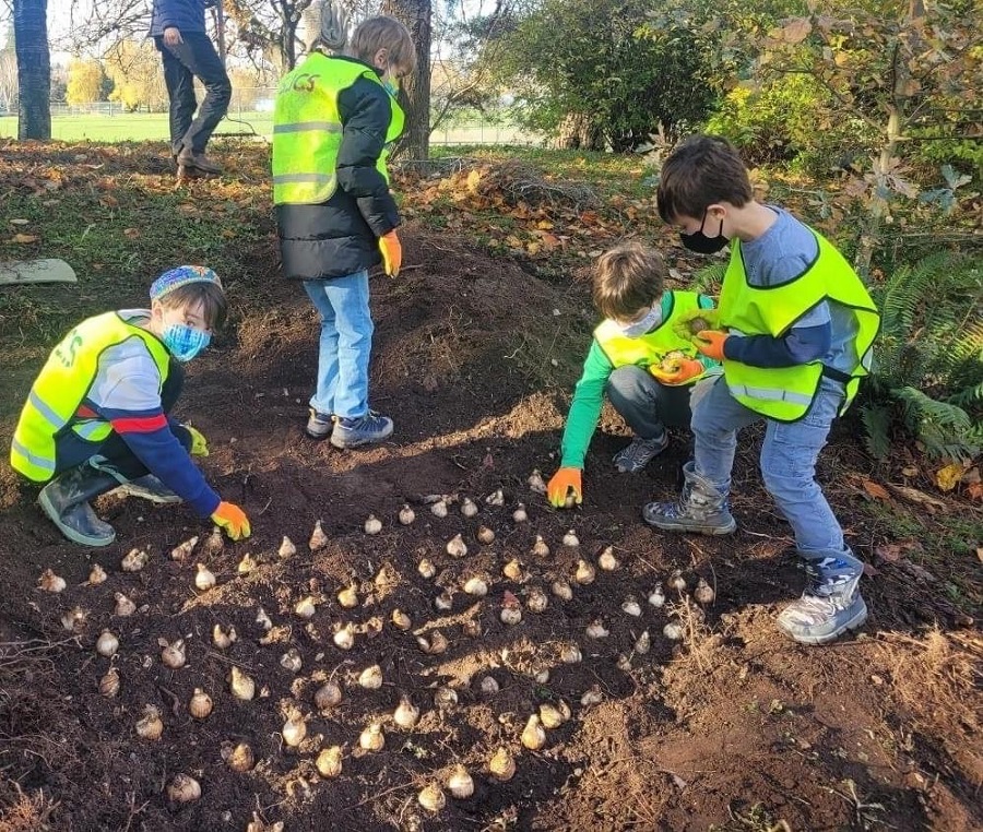 Jewish day school students plant daffodils to honor victims of the Holocaust and current humanitarian crises today.