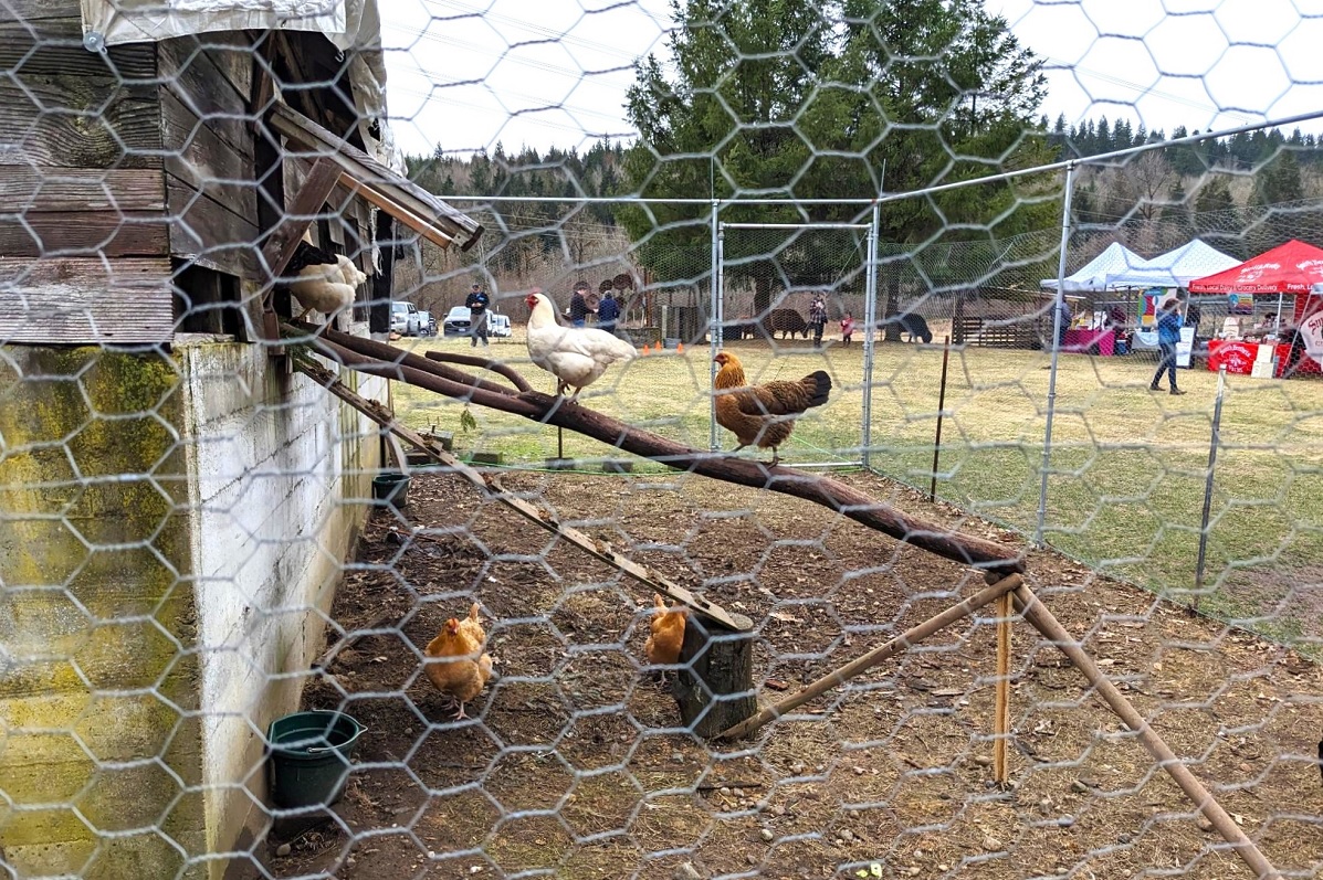 Chickens march into their coop at Infinity Farm in Issaquah among sweet farms for families to visit near Seattle