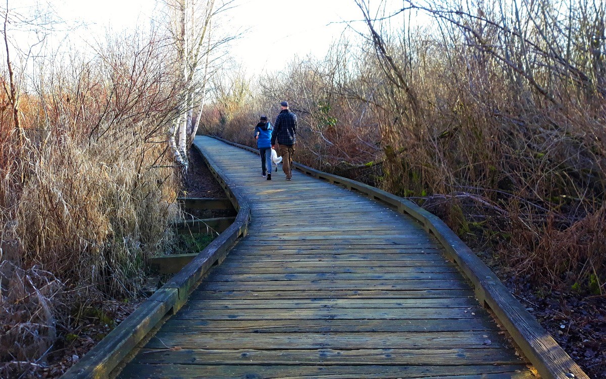 A dad and tween son walk the boardwalk trails of Mercer Slough during winter, they're walking away from the camera with a white dog