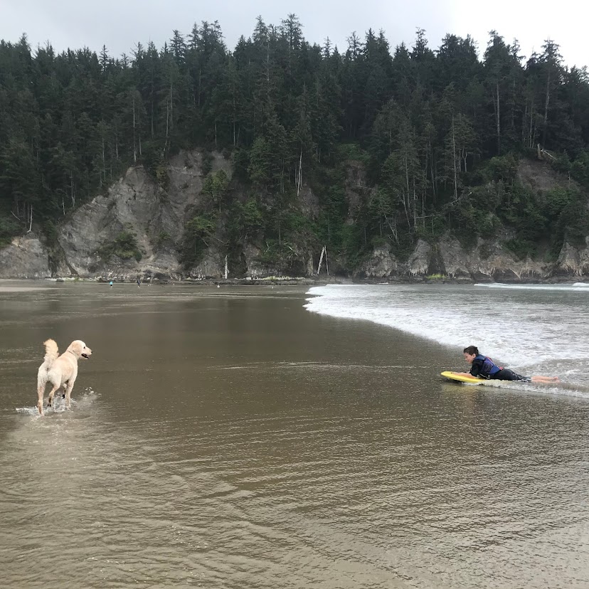 A white lab looks on as a young boy boogie boards at Oswald West State Park.