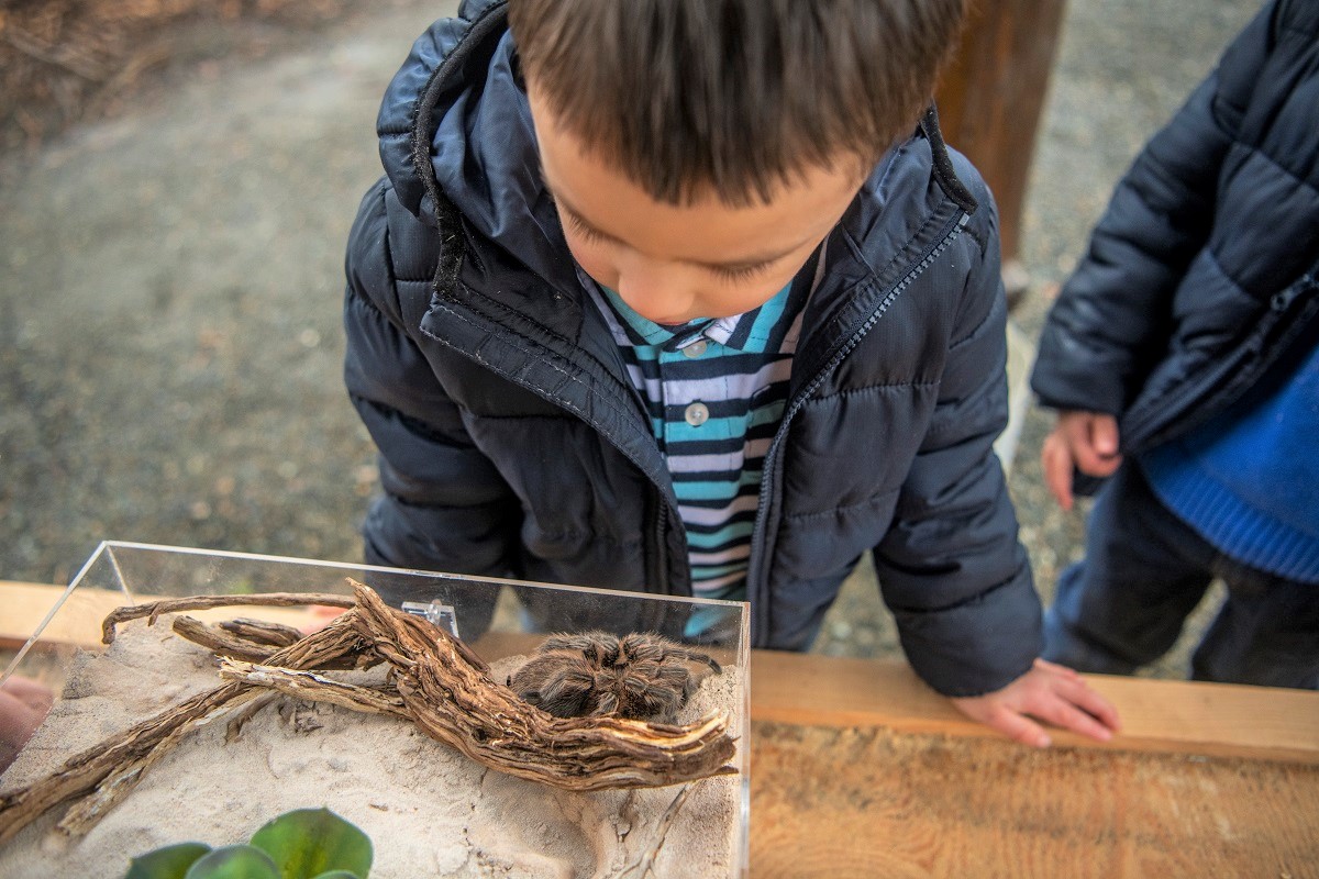 A boy looks at a tarantula in a case at Little Explorers Nature Play Area at Tacoma’s Point defiance zoo and aquarium
