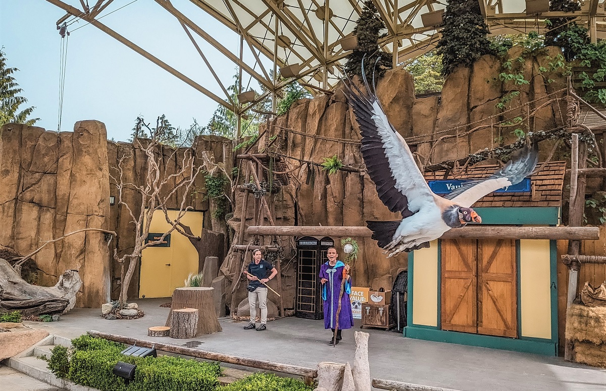 A bird flies over the audience during Wild Wonders Outdoor Theater show at Point Defiance Zoo & Aquarium