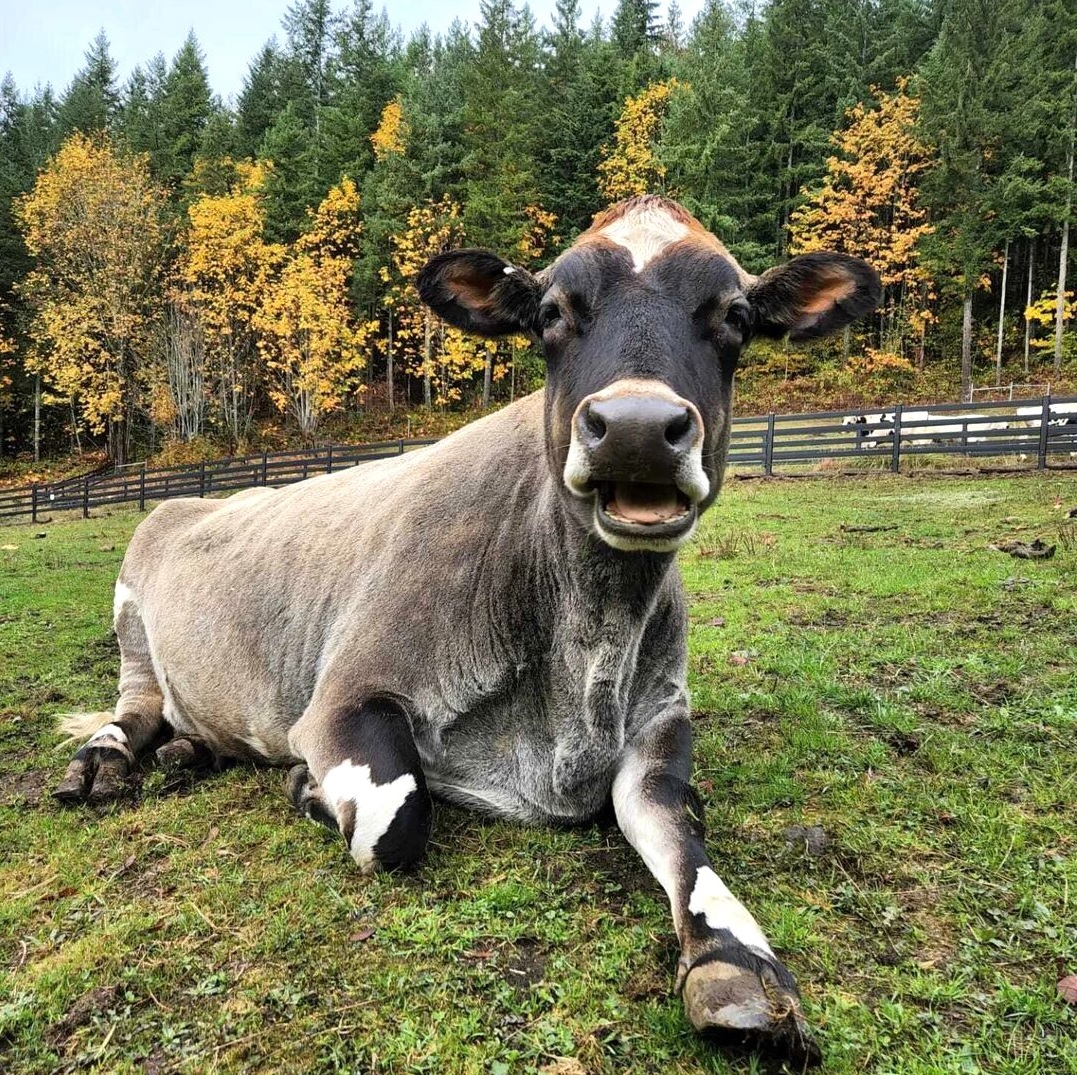 A pretty brown cow sits in a field with trees in the background. She is a resident of Pasado's Safe Haven an animal sanctuary near Seattle that families can visit