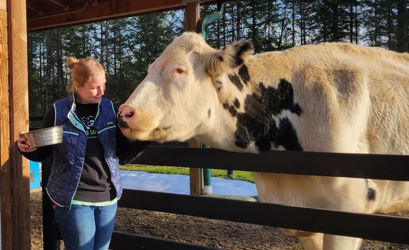 A woman stands at an oudoor corral and greets a white cow with brown spots at Pasado’s Safe Haven, an animal sanctuary near Seattle